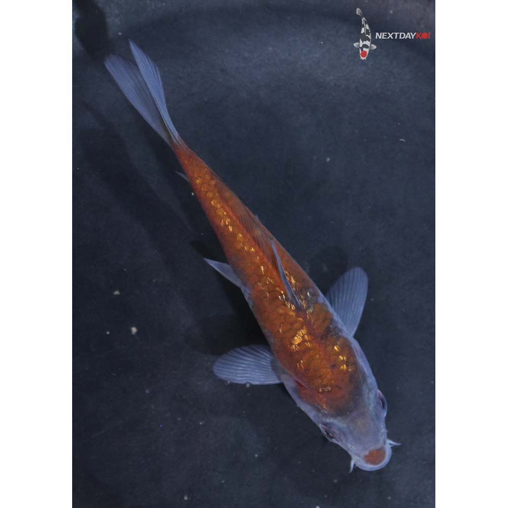 4” Imported Gin Rin Ochiba Shigure