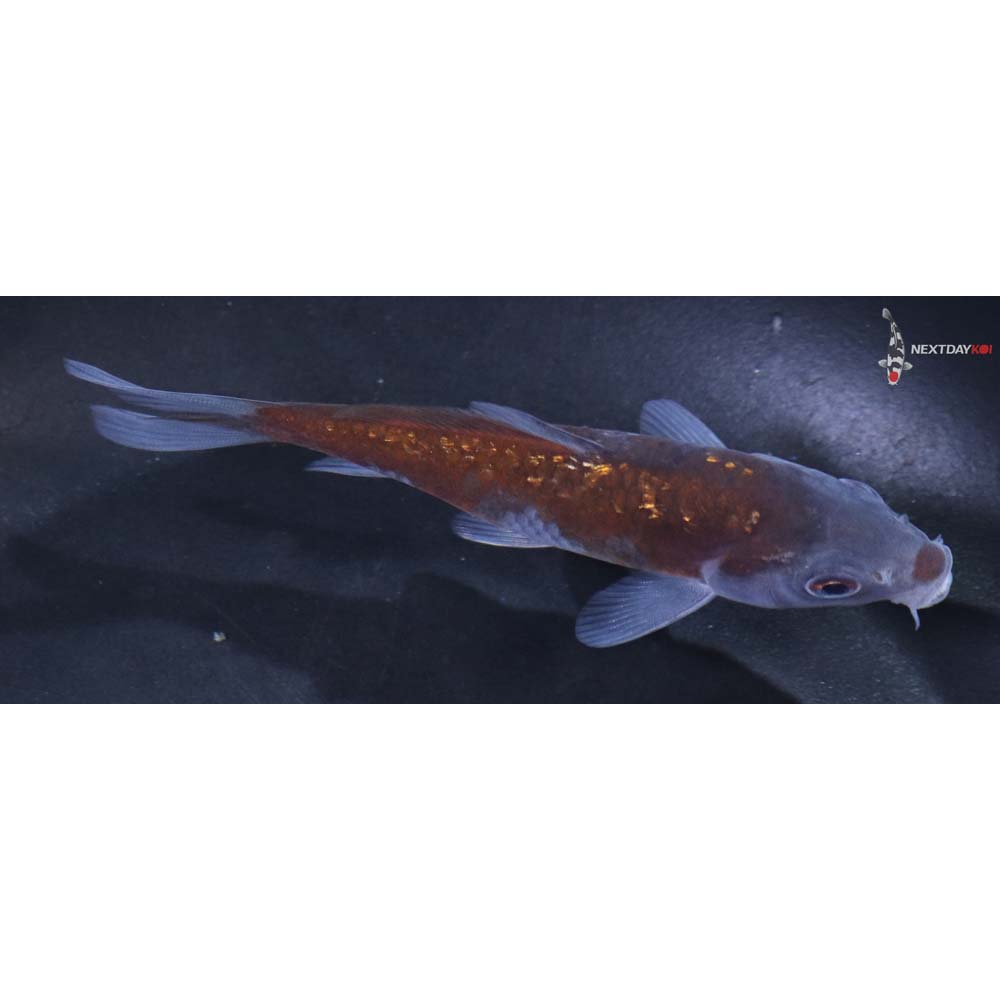 4” Imported Gin Rin Ochiba Shigure