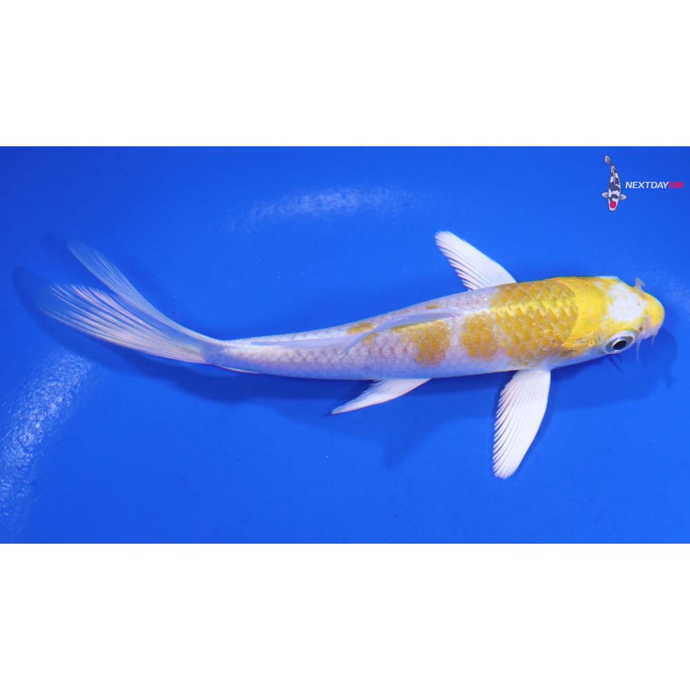 4.5” Imported Lemon Hariwake Butterfly Koi