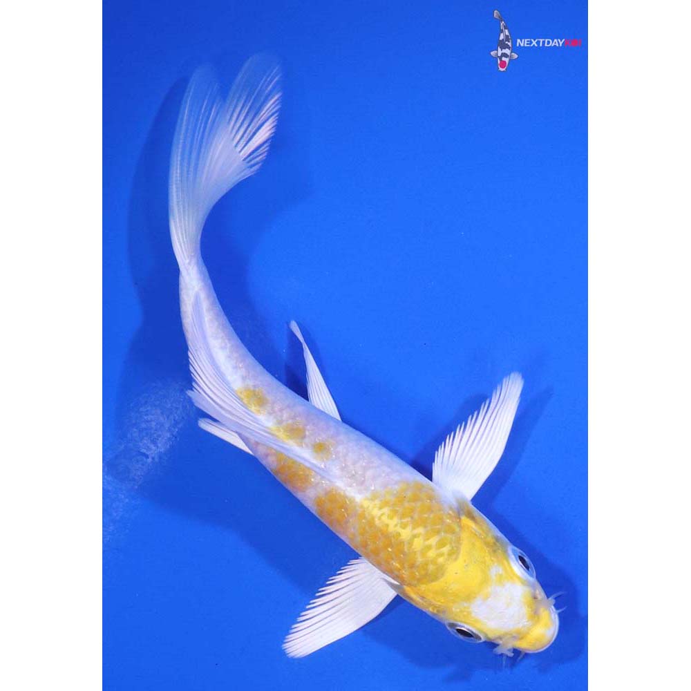 4.5” Imported Lemon Hariwake Butterfly Koi