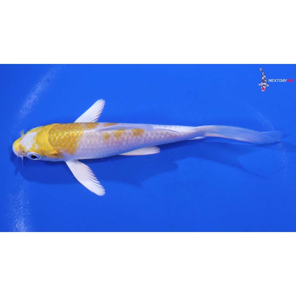 4.5” Imported Lemon Hariwake Butterfly Koi