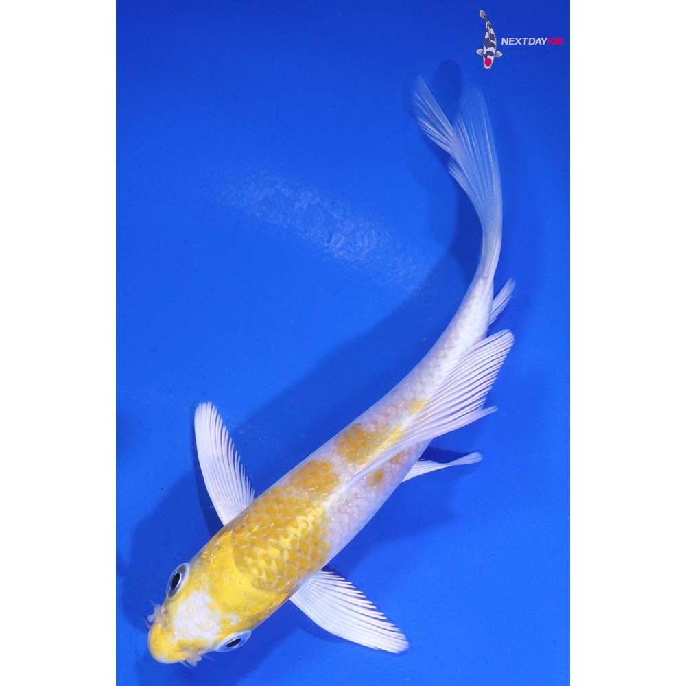4.5” Imported Lemon Hariwake Butterfly Koi