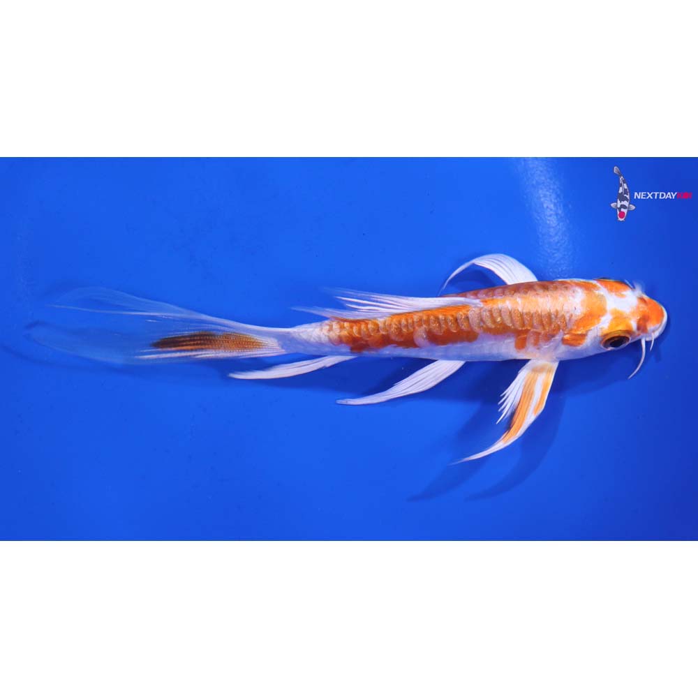 5” Imported Kikusui Butterfly Koi