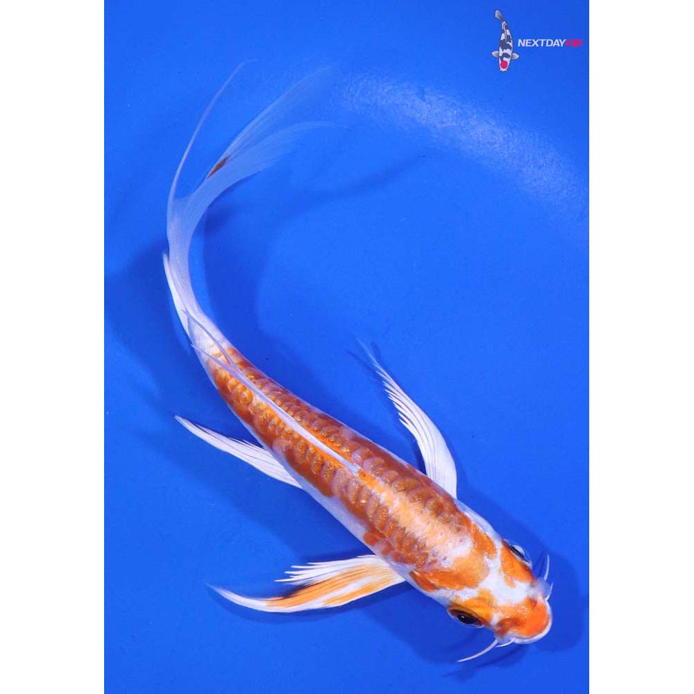 5” Imported Kikusui Butterfly Koi