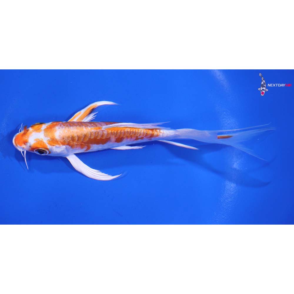 5” Imported Kikusui Butterfly Koi
