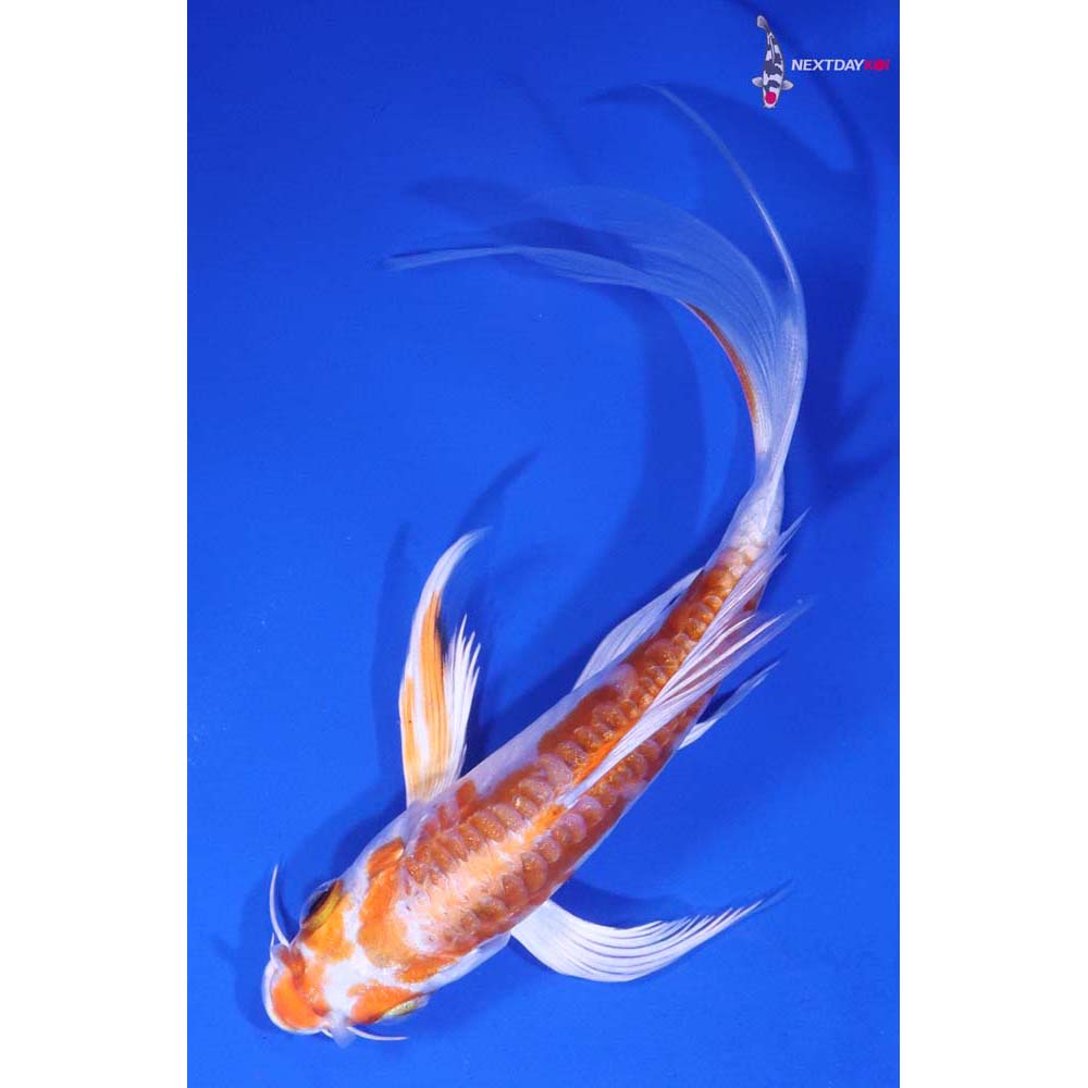 5” Imported Kikusui Butterfly Koi