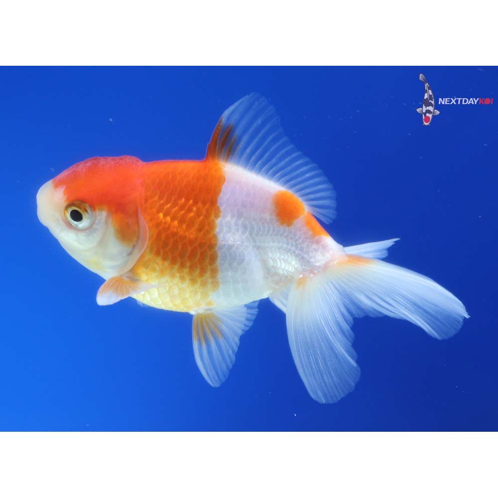 3” Imported Red and White Oranda