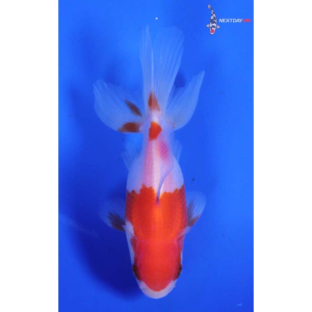 3” Imported Red and White Oranda