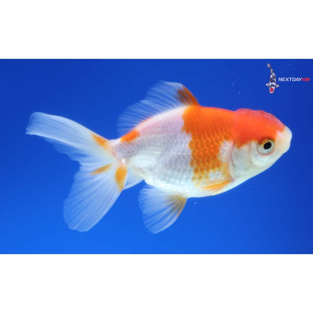 3” Imported Red and White Oranda