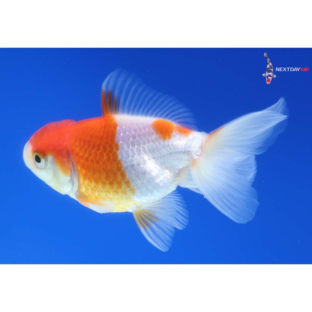 3” Imported Red and White Oranda
