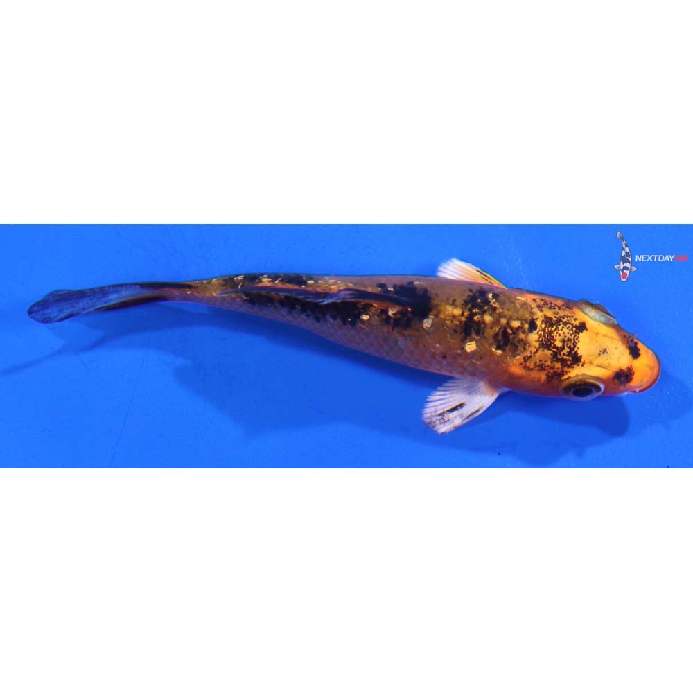 3” Imported Gin Rin Aka Bekko