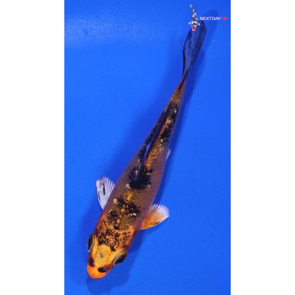 3” Imported Gin Rin Aka Bekko