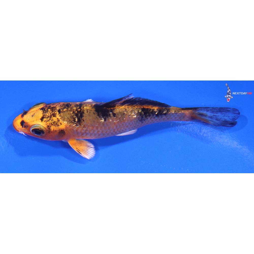 3” Imported Gin Rin Aka Bekko