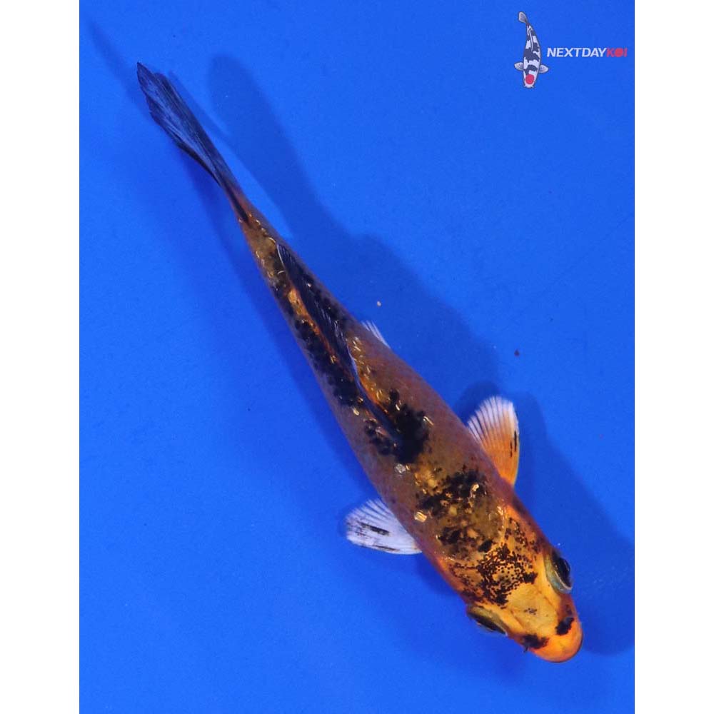 3” Imported Gin Rin Aka Bekko