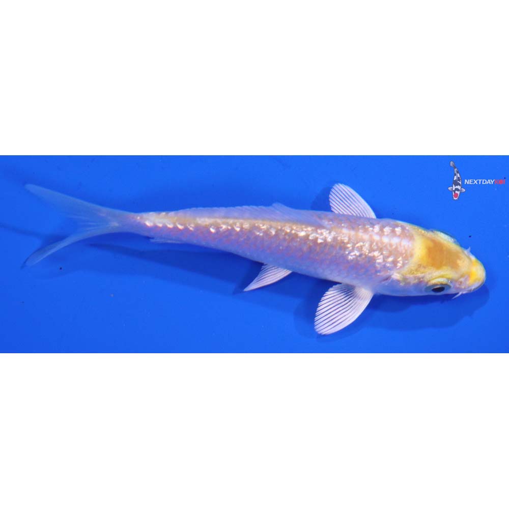 3” Imported Gin Rin Lemon Hariwake