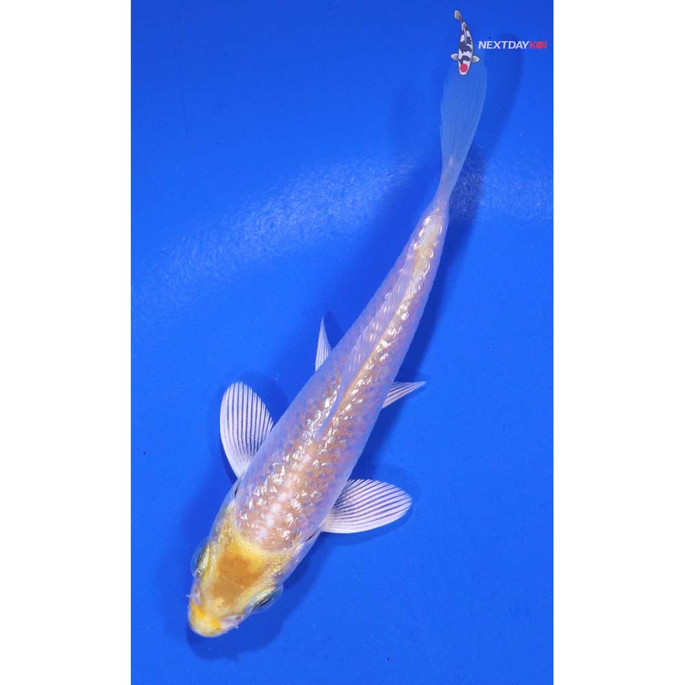 3” Imported Gin Rin Lemon Hariwake