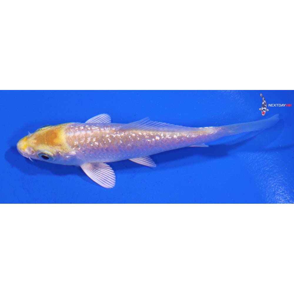 3” Imported Gin Rin Lemon Hariwake