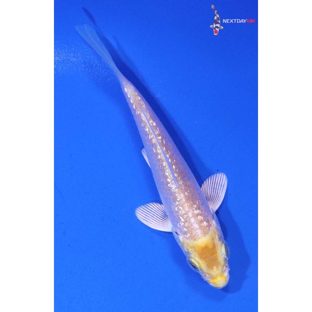 3” Imported Gin Rin Lemon Hariwake