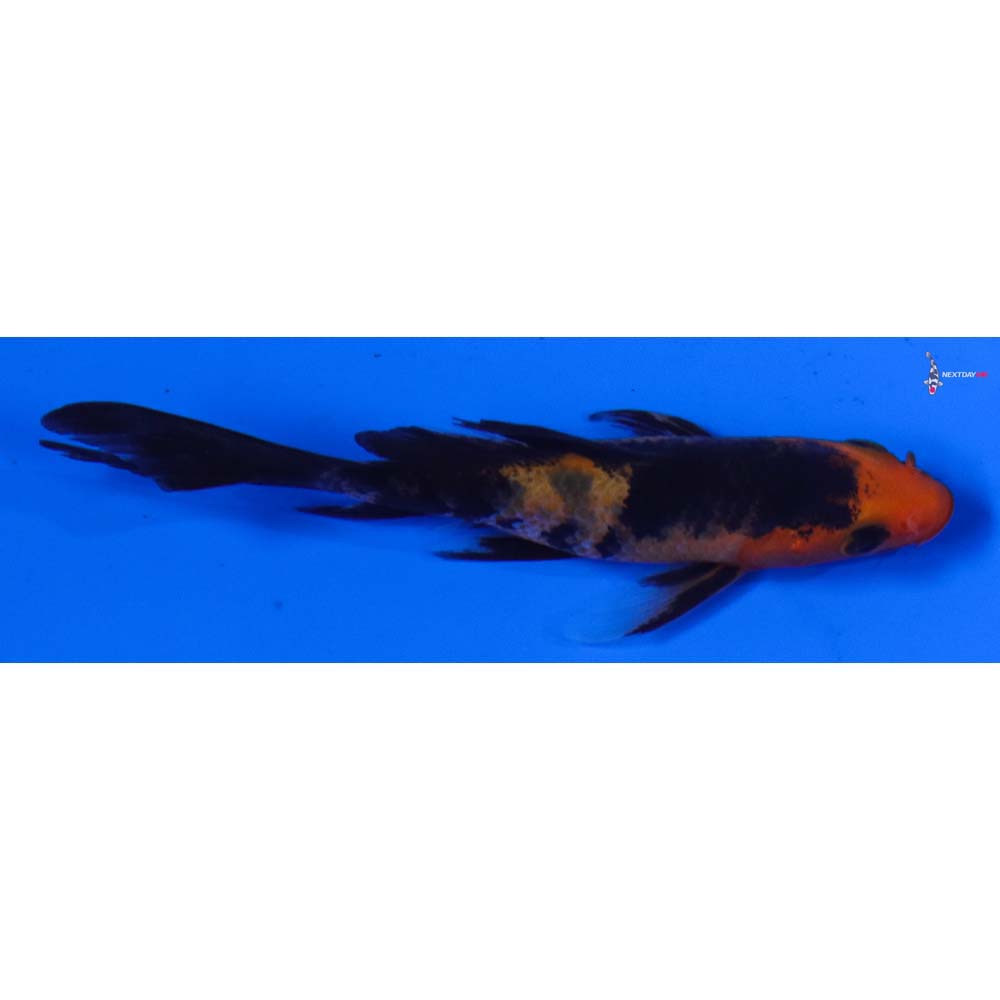 3” Imported Aka Bekko Butterfly Koi