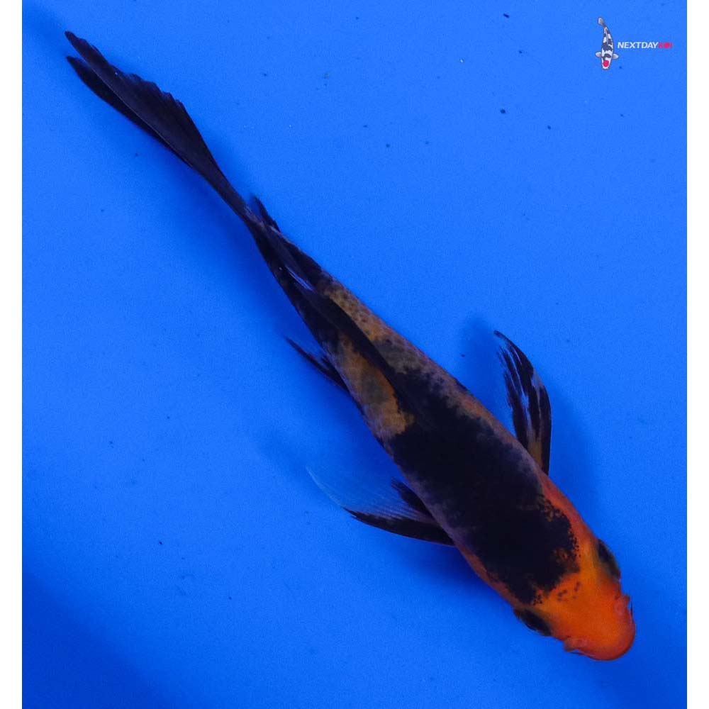 3” Imported Aka Bekko Butterfly Koi