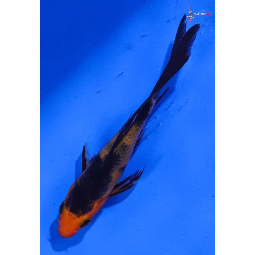 3” Imported Aka Bekko Butterfly Koi