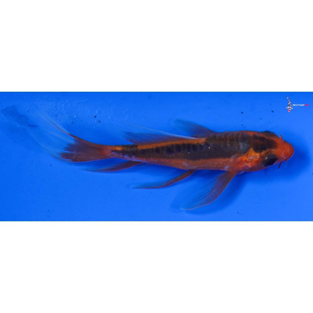 3” Imported Hana Shusui Butterfly Koi