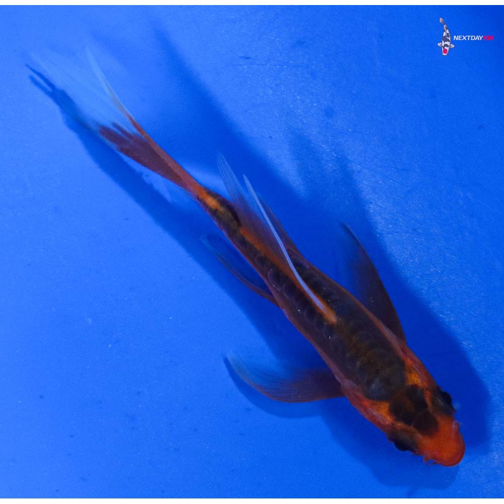 3” Imported Hana Shusui Butterfly Koi