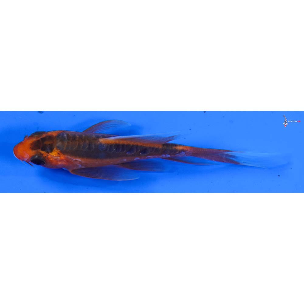 3” Imported Hana Shusui Butterfly Koi