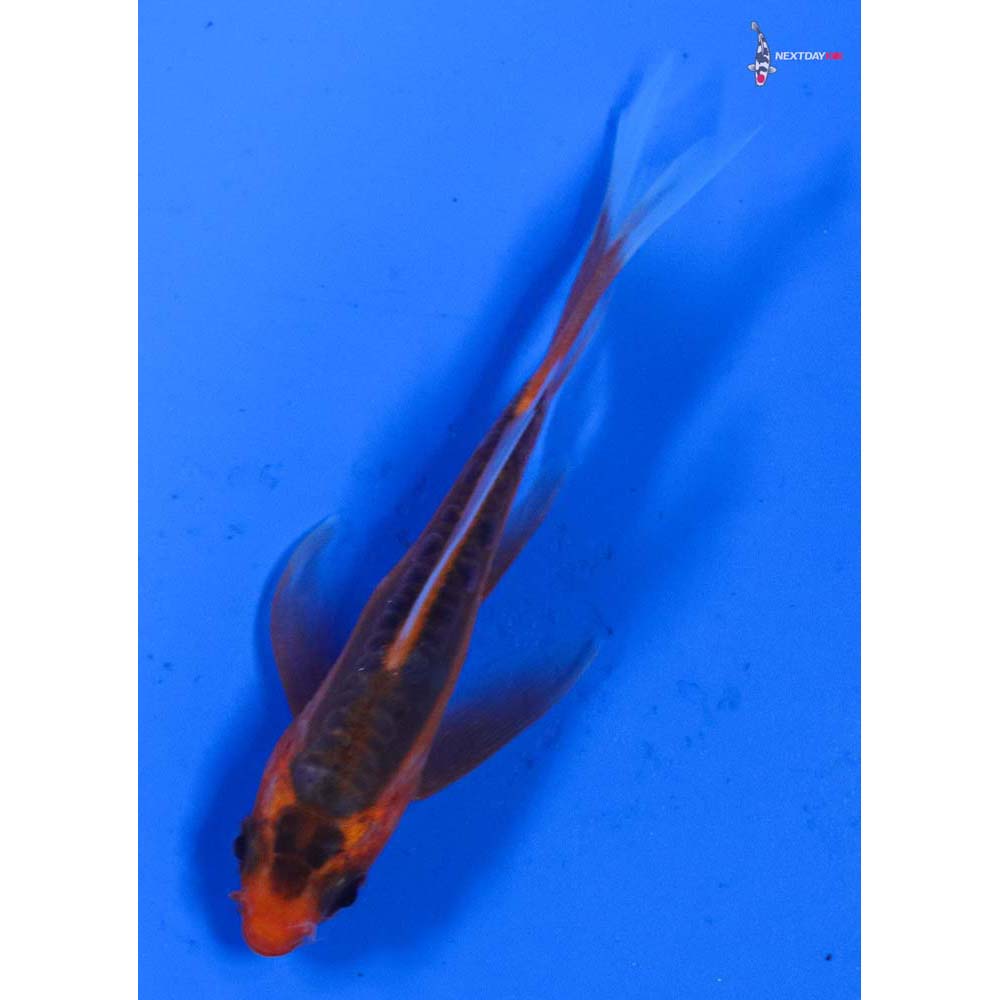3” Imported Hana Shusui Butterfly Koi