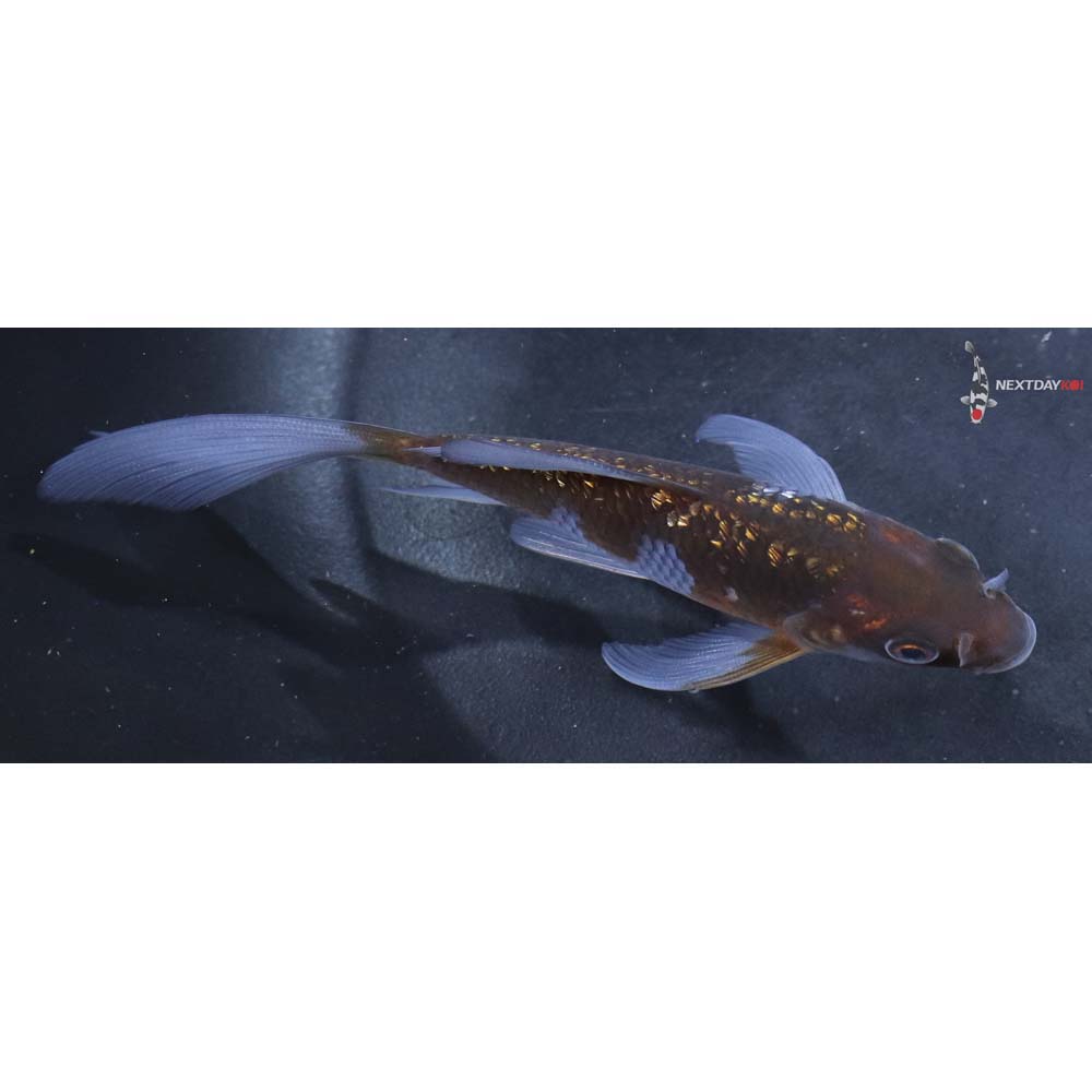 4.5” Imported Gin Rin Ochiba Shigure Butterfly Koi