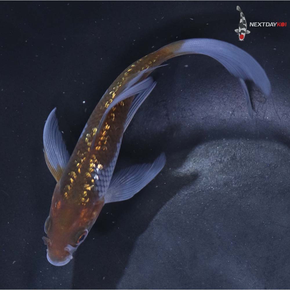 4.5” Imported Gin Rin Ochiba Shigure Butterfly Koi