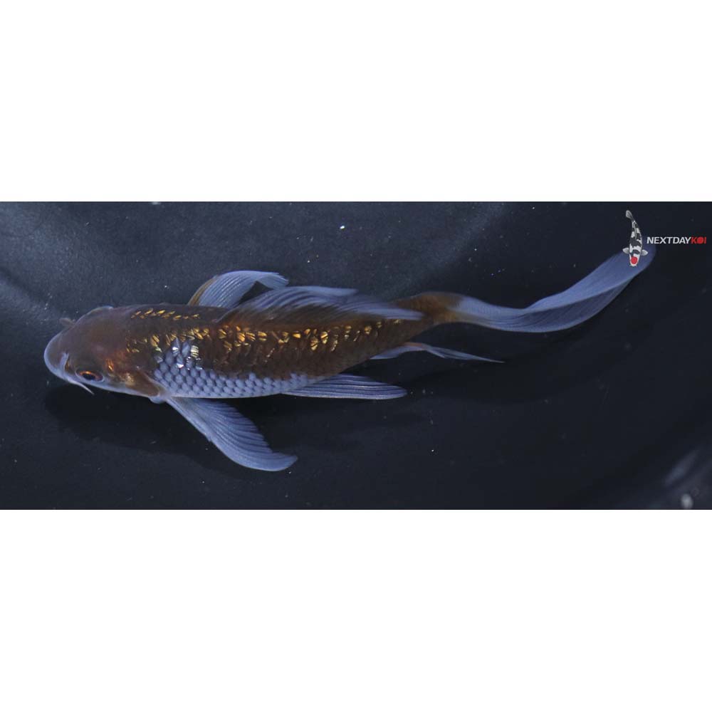 4.5” Imported Gin Rin Ochiba Shigure Butterfly Koi