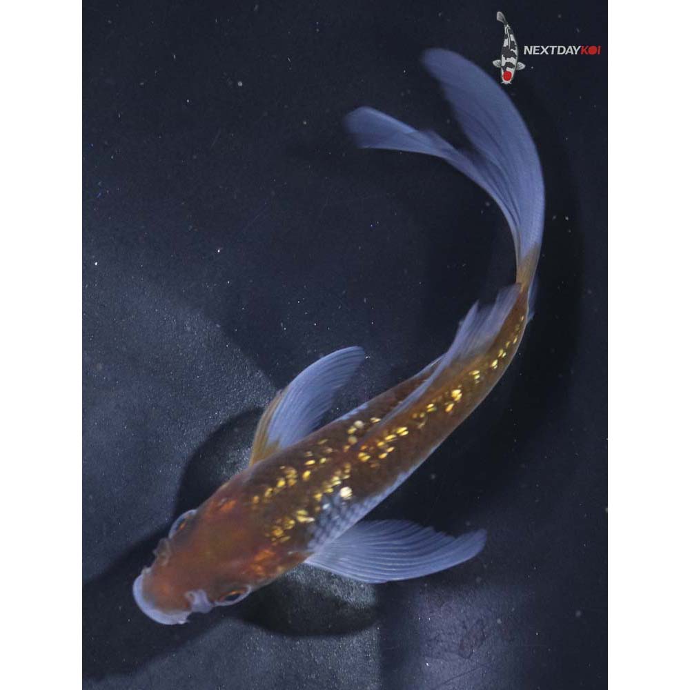 4.5” Imported Gin Rin Ochiba Shigure Butterfly Koi