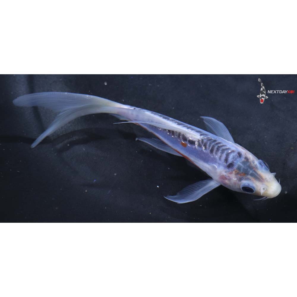 5” Imported Shusui Butterfly Koi