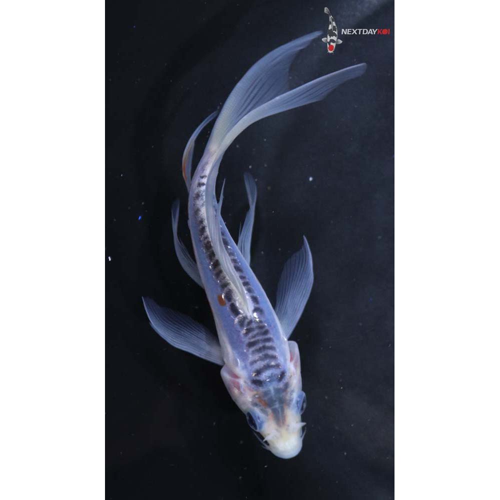 5” Imported Shusui Butterfly Koi