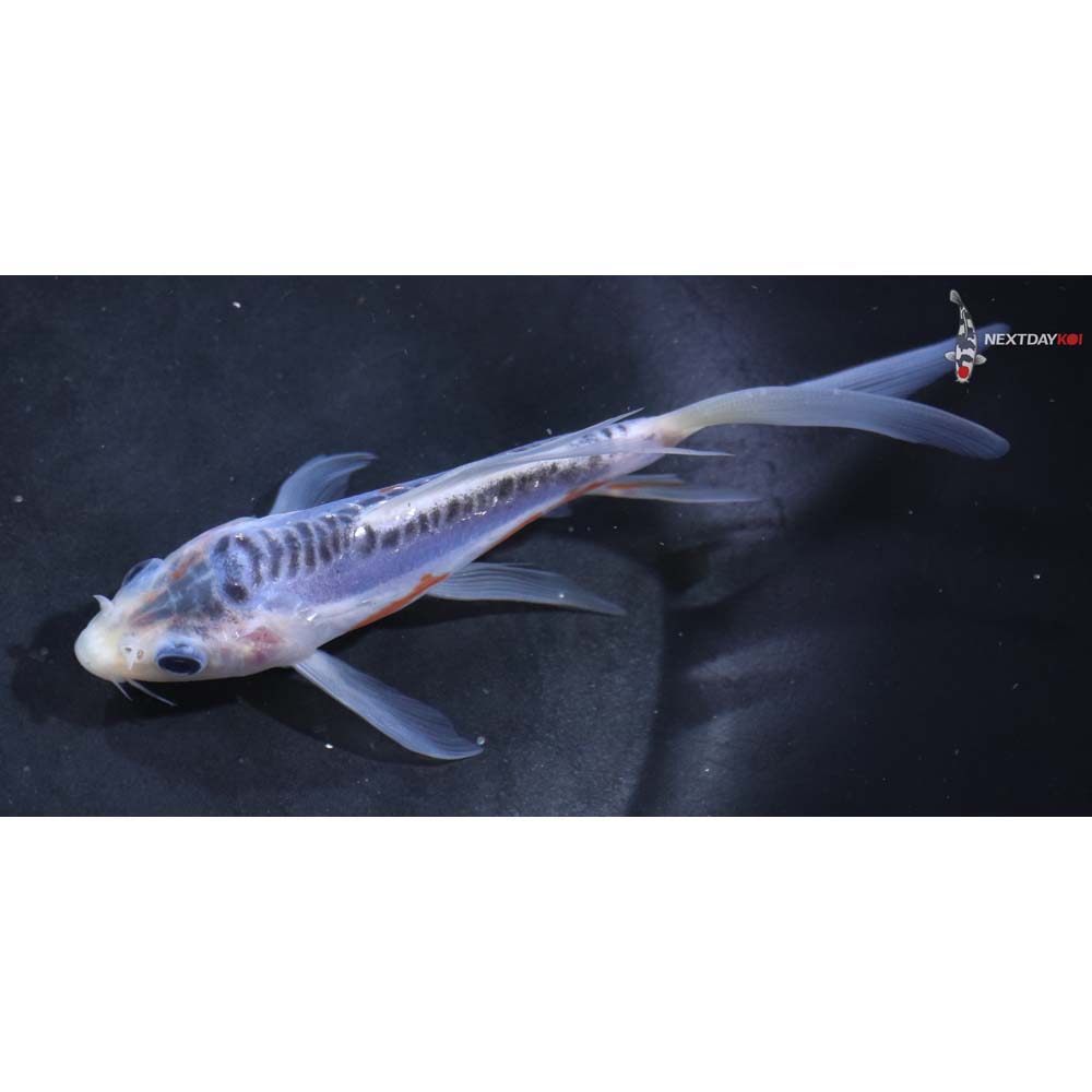 5” Imported Shusui Butterfly Koi