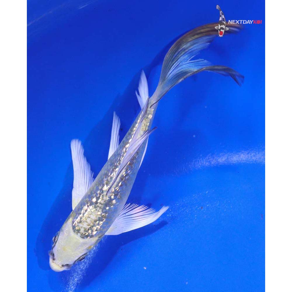 5” Imported Gin Rin Kujaku Butterfly Koi