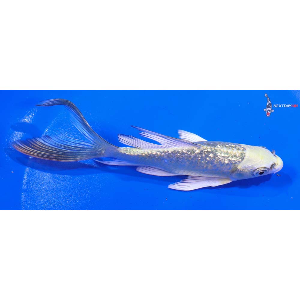 5” Imported Gin Rin Kujaku Butterfly Koi