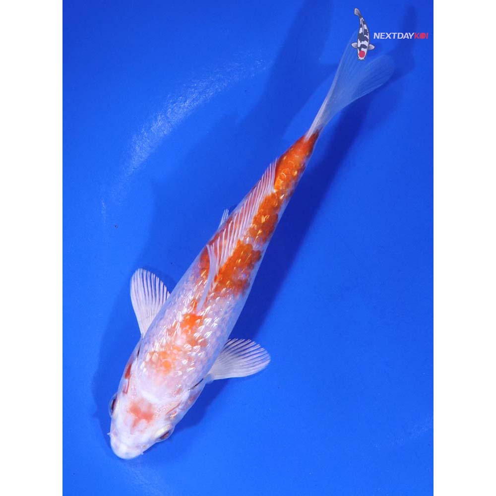 5” Imported Gin Rin Hariwake