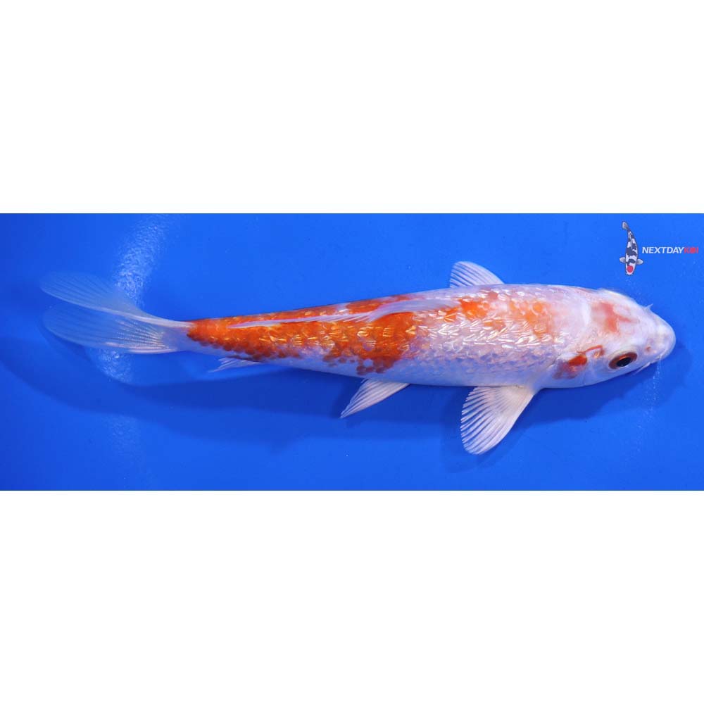 5” Imported Gin Rin Hariwake