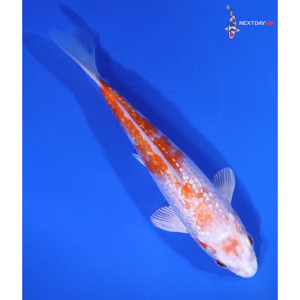 5” Imported Gin Rin Hariwake