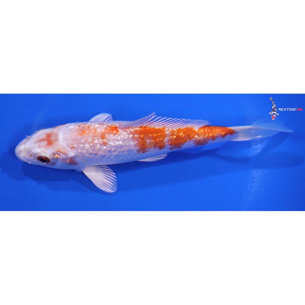 5” Imported Gin Rin Hariwake