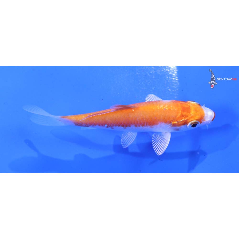 3” Imported Hariwake