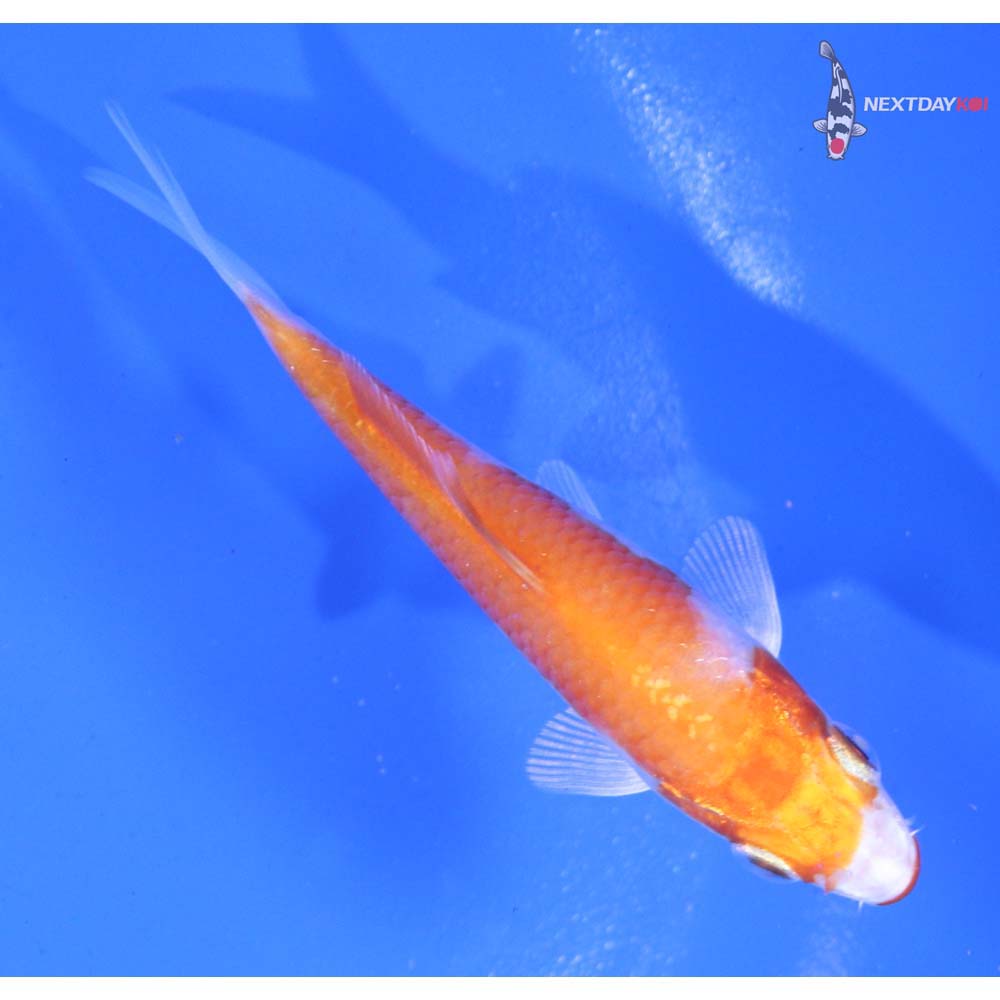 3” Imported Hariwake