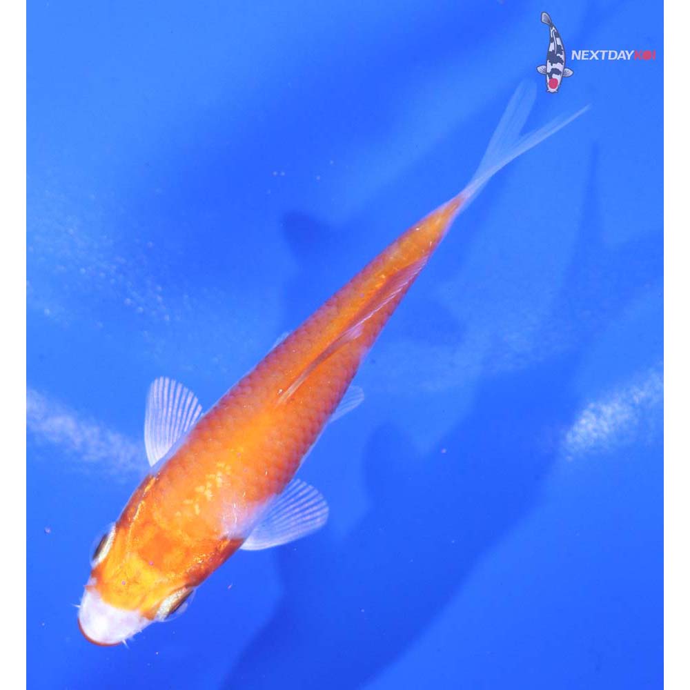 3” Imported Hariwake