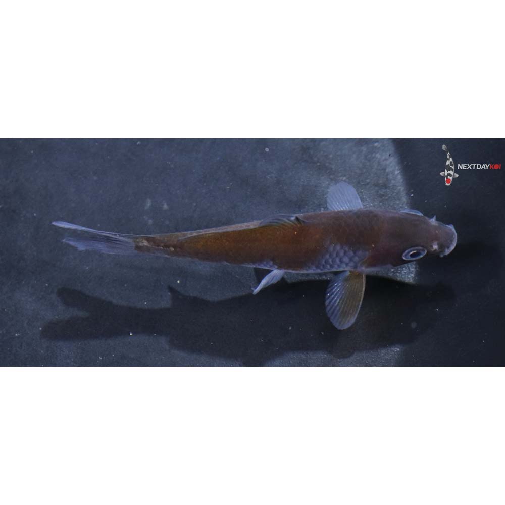 3.5” Imported Ochiba Shigure