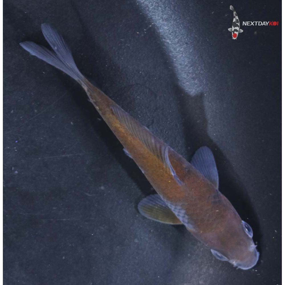 3.5” Imported Ochiba Shigure