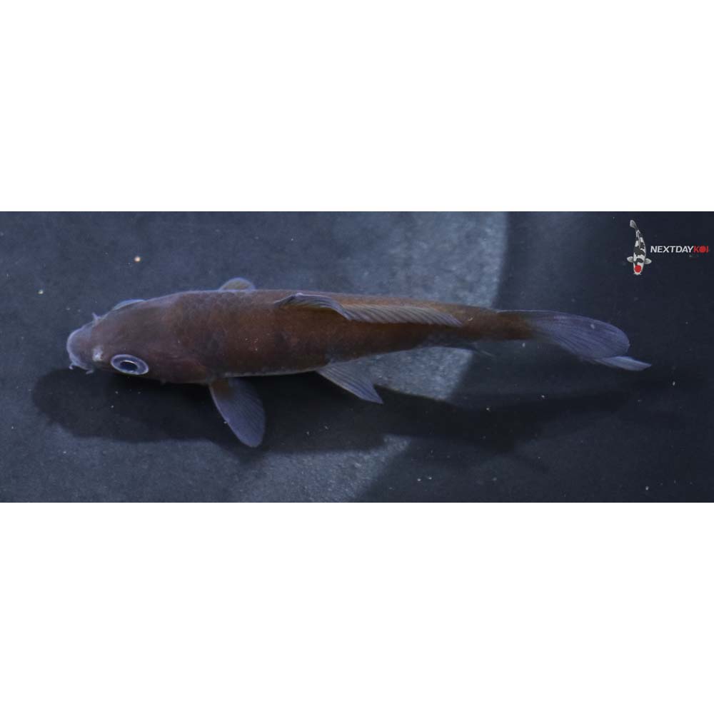 3.5” Imported Ochiba Shigure