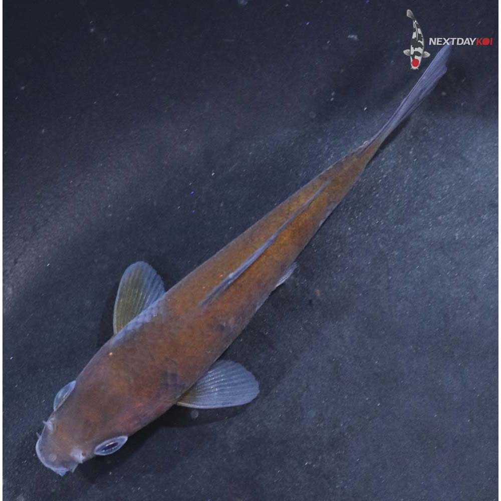 3.5” Imported Ochiba Shigure