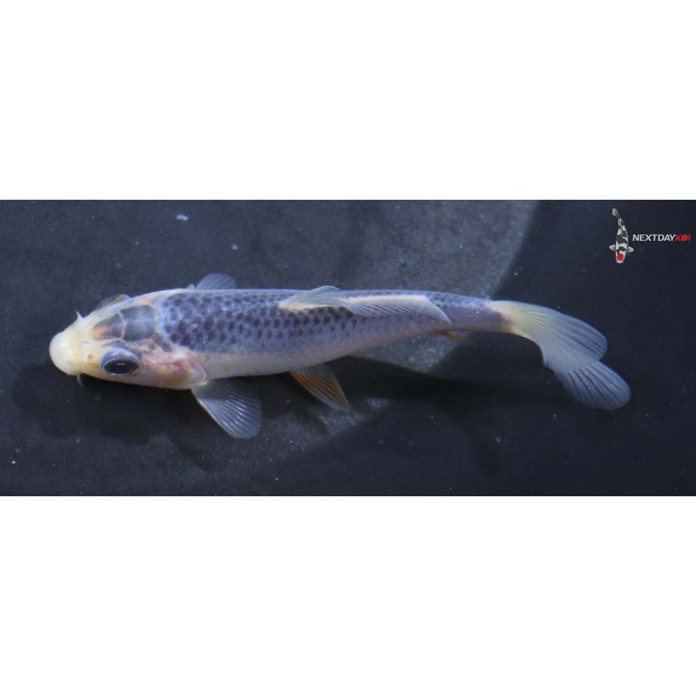 3.5” Imported Asagi